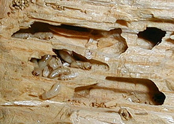 exterminar termitas en Cáceres y Badajoz, empresa de fumigación de termitas, empresas para eliminar termitas en Extremadura
